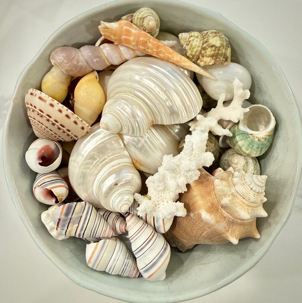 Polished Pearl Turbo & Specimen Seashell Lot • Conus Textile, Top Shells & Coral